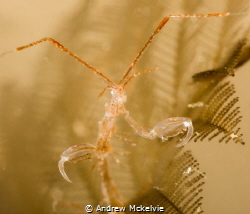 Skeleton Shrimp by Andrew Mckelvie 